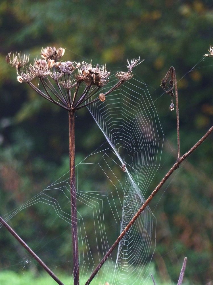 Spinnweben 1