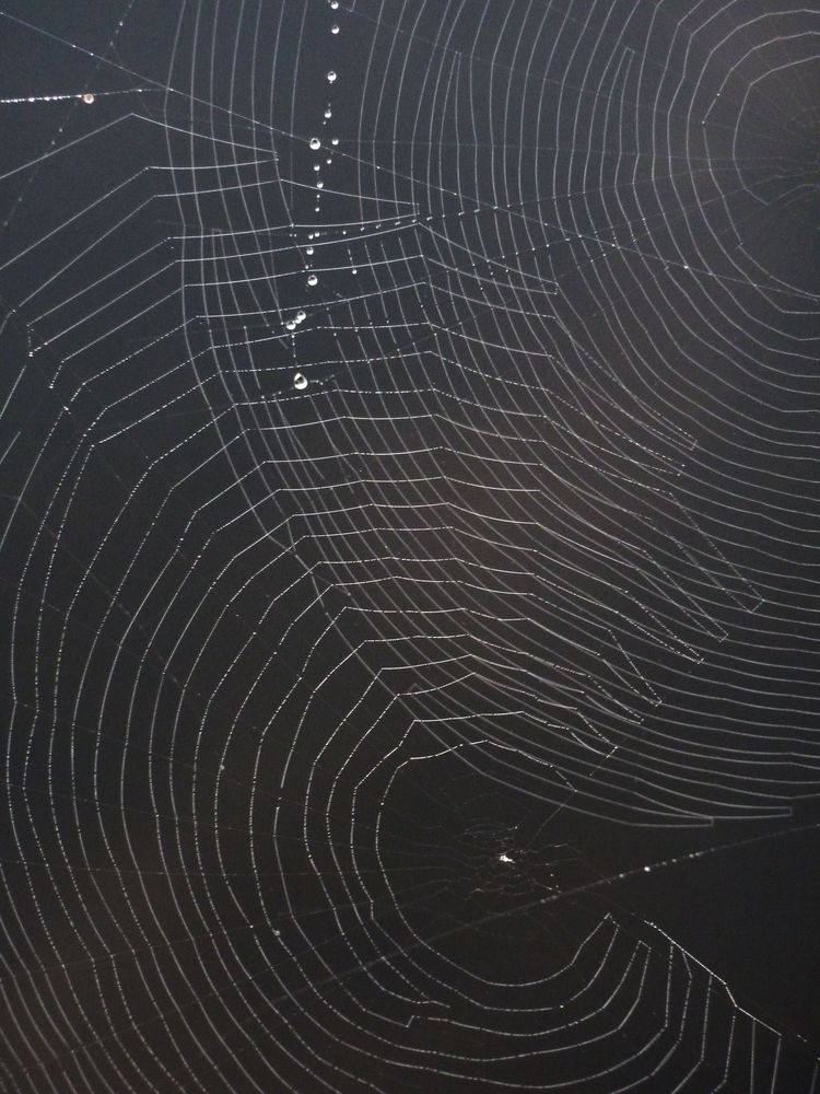 Spinnweben 22