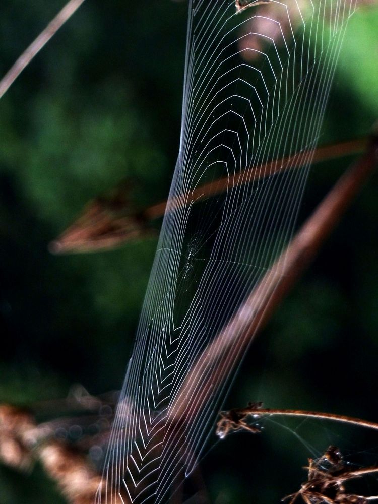 Spinnweben 5