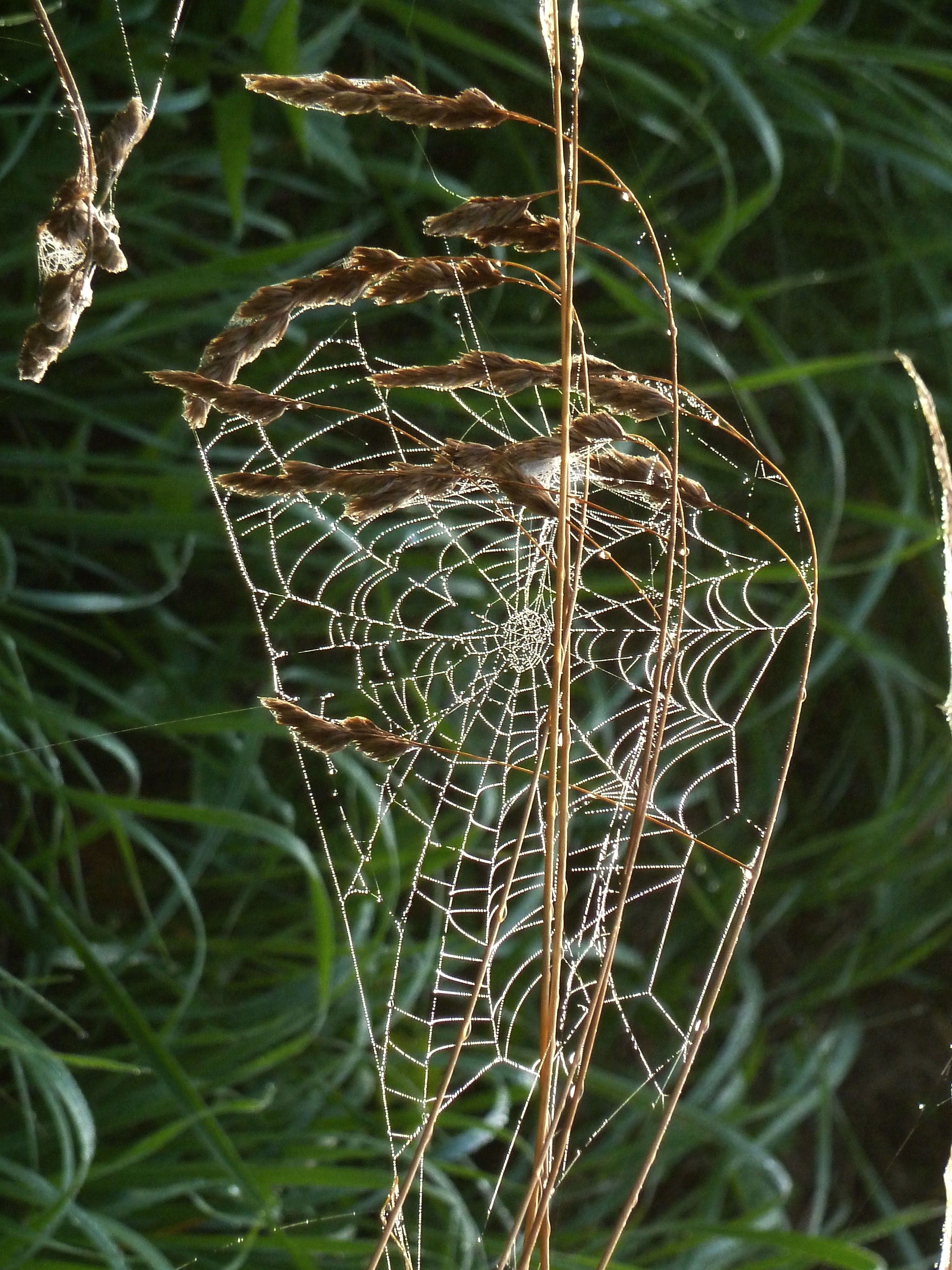 Spinnweben 3